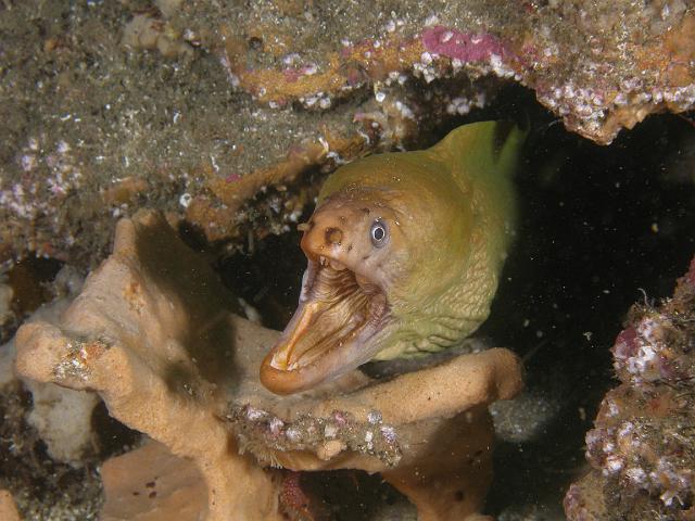 PB110865.JPG - Open wide, come inside, it's moray time, 11 November, 2007