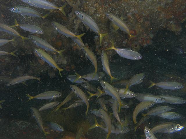 PB110885.JPG - School of yellowtail scad, 11 November, 2007
