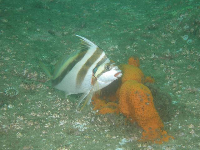 PB110902.JPG - Crested morwong, 11 November, 2007