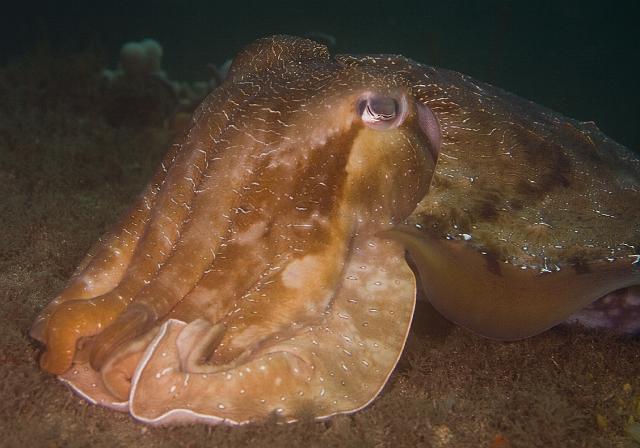 PPP_5766.jpg - Giant cuttlefish, 18 May, 2008
Visibility was good enough for me to be able to move a big distance away so that I could get him in the frame