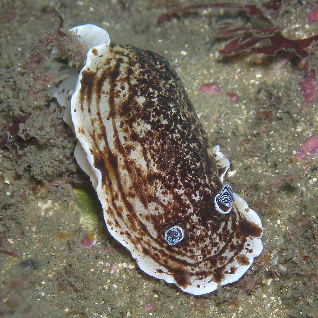 nudi.jpg - Variable Aphelodoris
