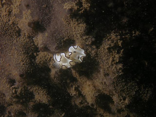 P1117056.JPG - Black margined glossodoris nudibranch.