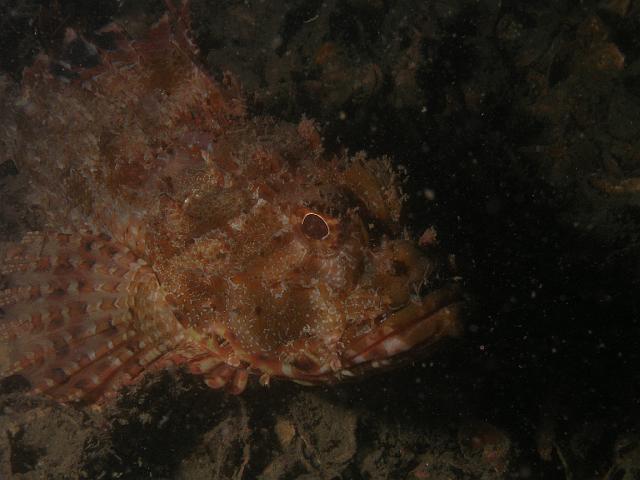 P1117070.JPG - Rockcod