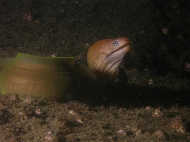 P1117101.JPG - Green moray eel. Here he is again. Doing just as I wanted.