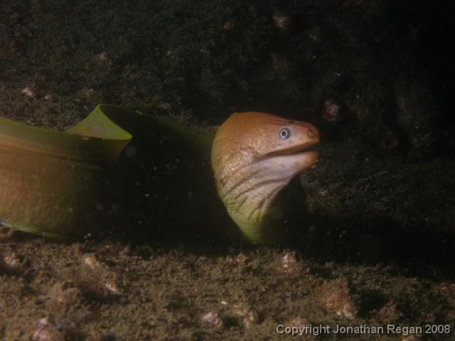 P1117102.JPG - Another stunning shot of the green moray eel.