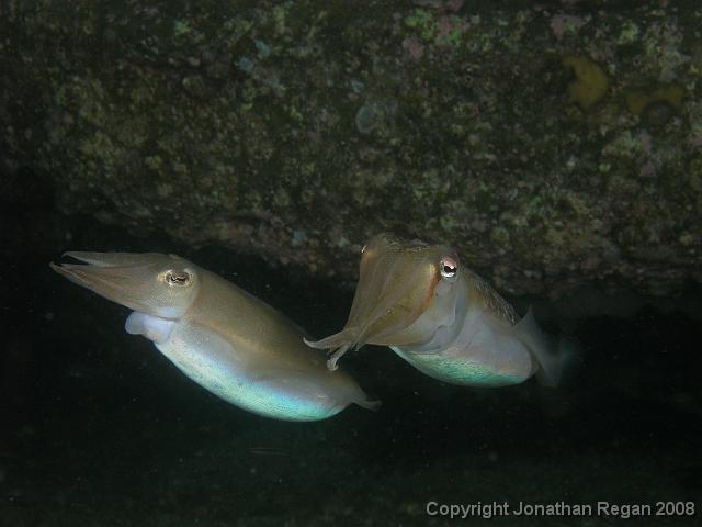 PB030297.JPG - Mourning cuttlefish, 13 October, 2007