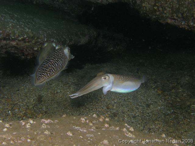 PB030299.JPG - Three mourning cuttlefish, 3 November, 2007