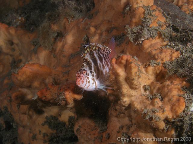 PB030314.JPG - Blotched hawkfish, 3 November, 2007