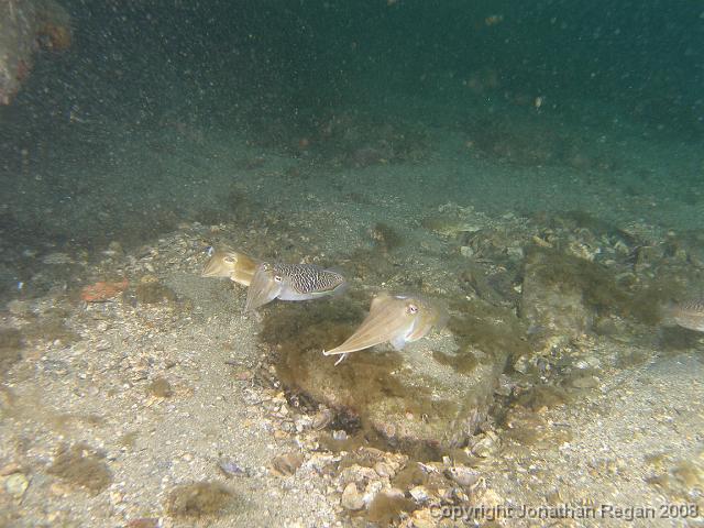 PB030377.JPG - Mourning cuttlefish, 3 November, 2007