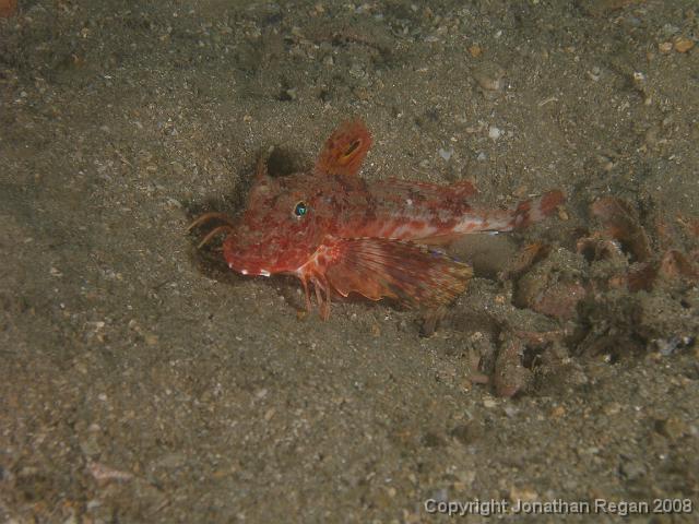 PB160949.JPG - Eastern spiny gurnard, 16 November, 2007