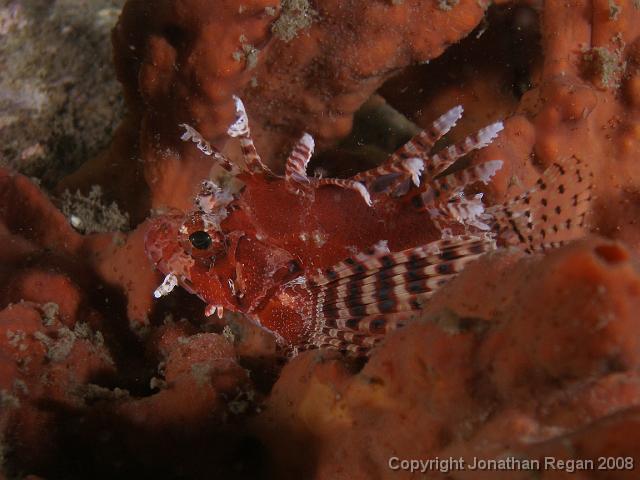 PB161001.JPG - Dwarf lionfish, 16 November, 2007