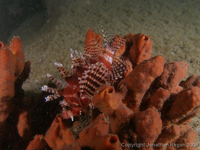 PB161024.JPG - Dwarf lionfish, 16 November, 2007