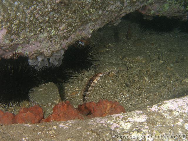 PB161039.JPG - Snakeskin wrasse, 16 November, 2007