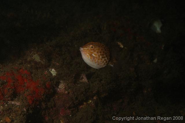 PPP1109.JPG - Eastern Smooth Boxfish, 9 February, 2008