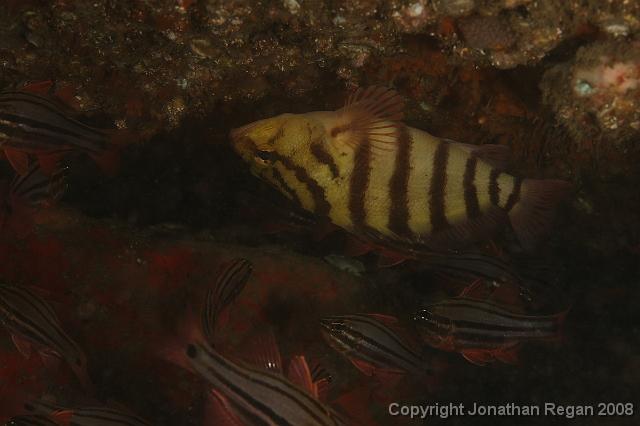 PPP1142.JPG - Black Banded Seaperch, 9 February, 2008