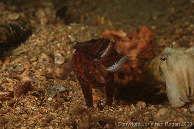 PPP1162.JPG - Very Unhappy Mourning Cuttlefish, 9 February, 2008