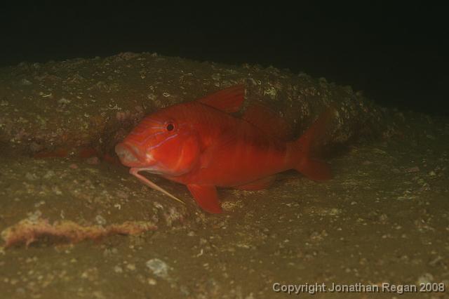 PPP1185.JPG - Blue-Lined Goatfish, 9 February, 2008