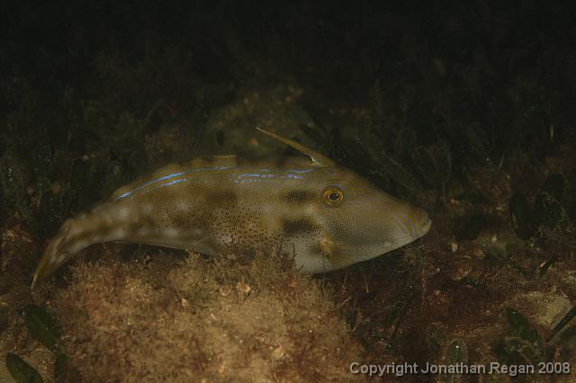 PPP1251.JPG - Yellow Finned Leatherjacket, 9 February, 2008