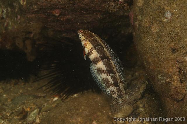 PPP1267.JPG - Snakeskin Wrasse, 9 February, 2008