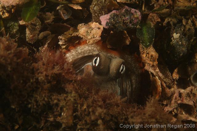 PPP_0246.JPG - Sydney Octopus hiding, 25 January, 2008