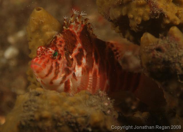 PPP_0260_edited.JPG - Blotched Hawkfish, 25 January, 2008