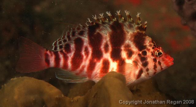 PPP_0262_edited.JPG - Blotched Hawkfish, 25 January, 2008