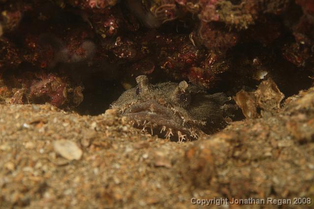 PPP_0275.JPG - Eastern Frogfish, 25 January, 2008