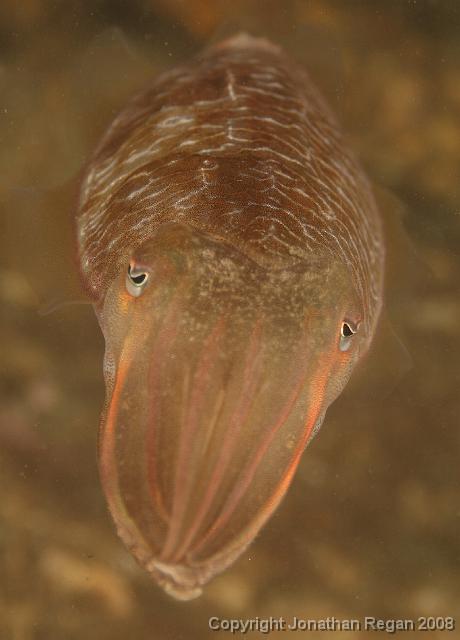 PPP_0288_edited.JPG - Mourning Cuttlefish, 25 January, 2008