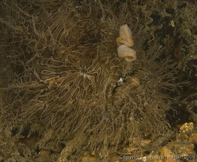 PPP_5644.jpg - Striped anglerfish, 18 May, 2008