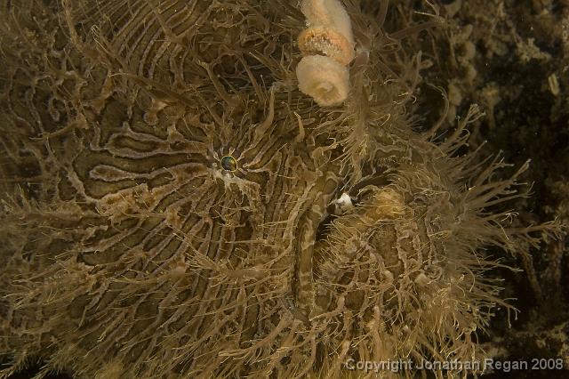 PPP_5647.jpg - Striped anglerfish, 18 May, 2008