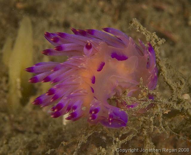 PPP_5654.jpg - Red-Lined Flabellina, 18 May, 2008