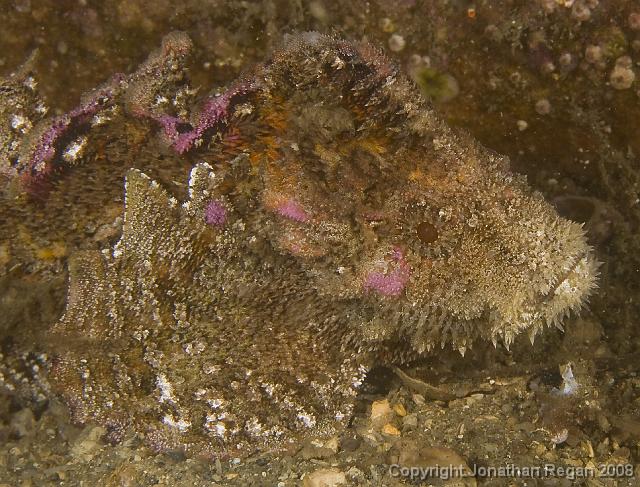 PPP_5670.jpg - Velvetfish, 18 May, 2008