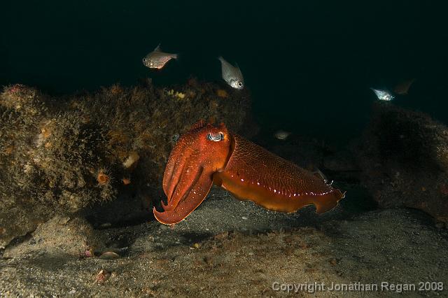 IMG_7859-Edit-1.jpg - Giant cuttlefish, 20 July, 2008