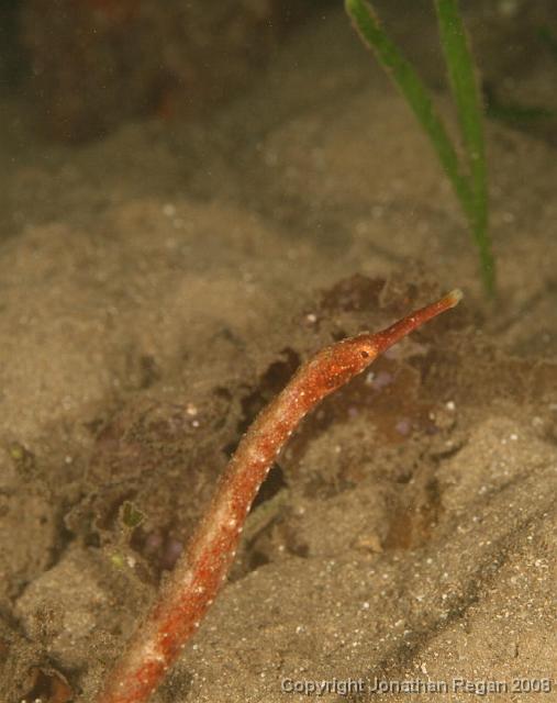 IMG_1325.jpg - Pipefish, 10 February, 2008