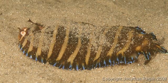 IMG_1336.jpg - Small Headed Sole, 10 February, 2008