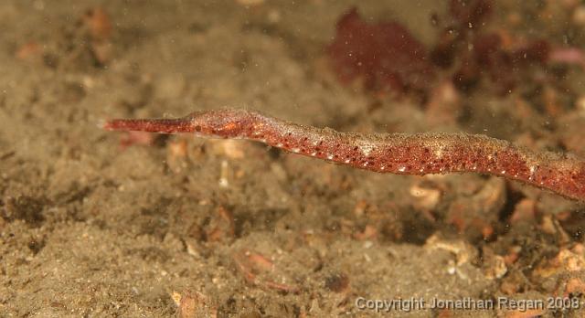 IMG_1347.jpg - Pipefish, 10 February, 2008