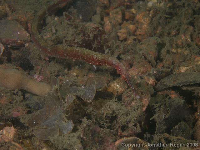 P1052917.JPG - Stick Pipefish, 5 January, 2008