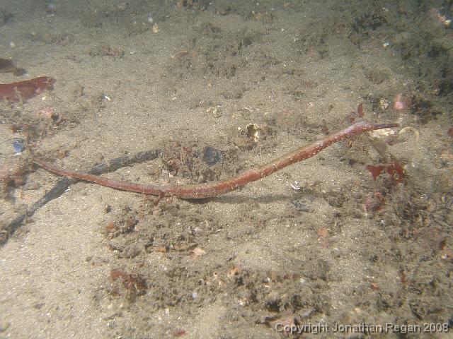 P1052922.JPG - Stick Pipefish, 5 January, 2008