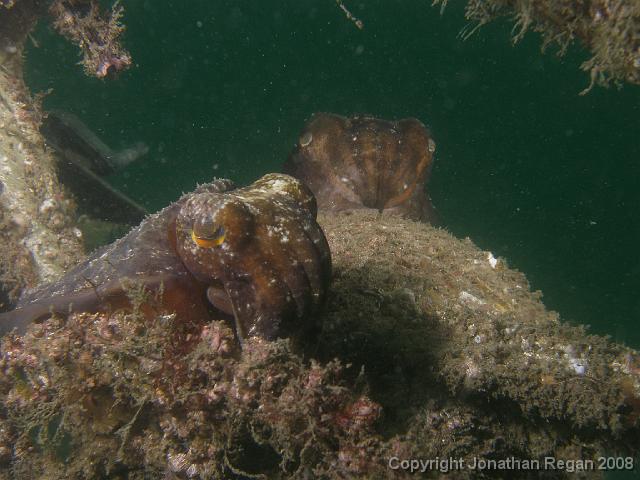 P1052936.JPG - A pair of mourning cuttlefish. They were guarding their eggs on the other side of the motorbile. 5 January, 2008