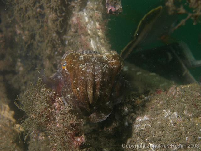 P1052940.JPG - Mournign cuttlefish, 5 January, 2008
