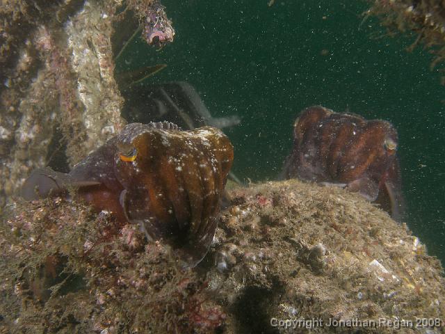 P1052945.JPG - Mourning cuttlefish, 5 January, 2008