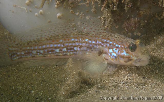 P1052947_edited.JPG - Sloth goby, 5 January, 2008