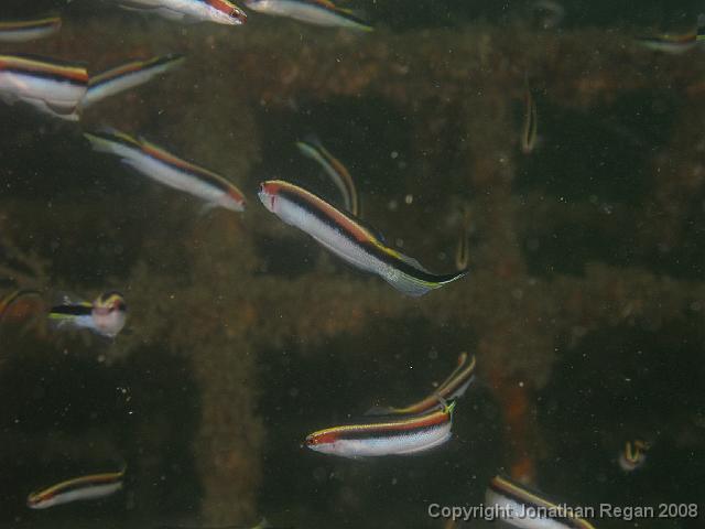 PC262239.JPG - Eastern Hulafish, 26 December, 2007