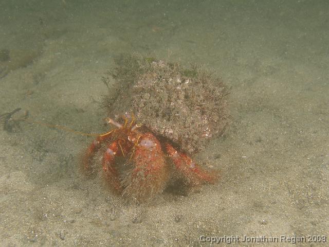 PC262245.JPG - Hermit Crab, 26 December, 2007