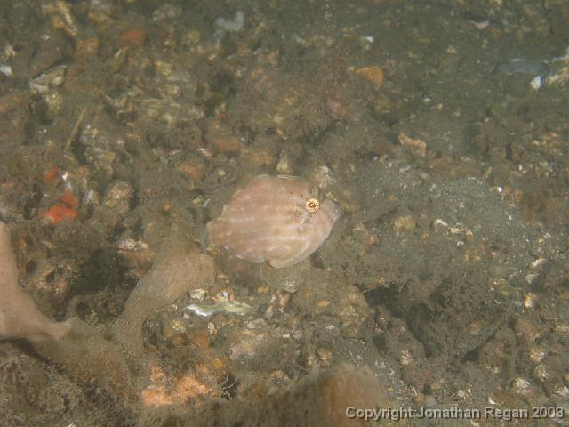PC262247.JPG - Pigmy Leatherjacket, 26 December, 2007