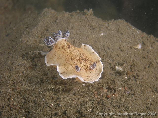 PC262251.JPG - Variable aphelodoris, 26 December, 2007