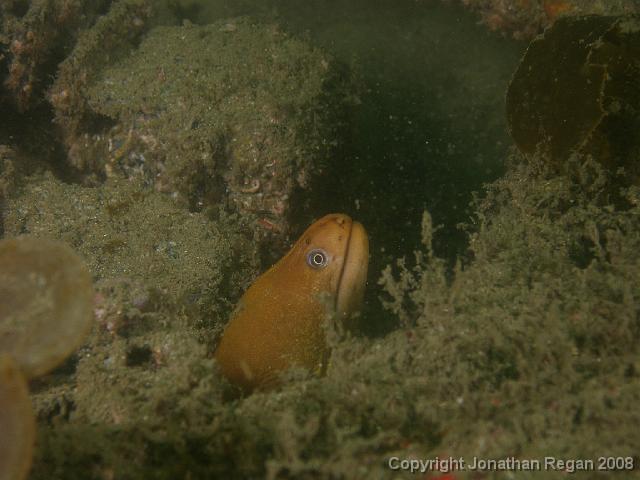 PC262300.JPG - Green Moray Eel, 26 December, 2007