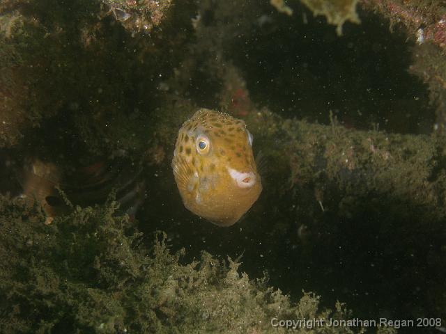 PC262314.JPG - Eastern Smooth Boxfish, 26 December, 2007
