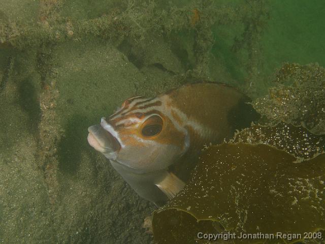 PC262320.JPG - Look at the lips on the Red Morwong, 26 December, 2007