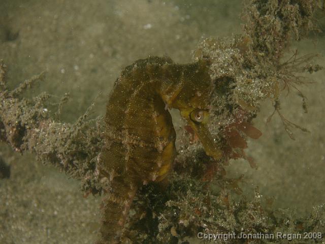 PC262326.JPG - White's Seahorse, 26 December, 2007